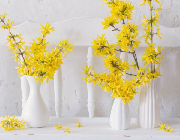 Comment forcer des rameaux de Forsythia pour des bouquets lumineux et colorés ?
