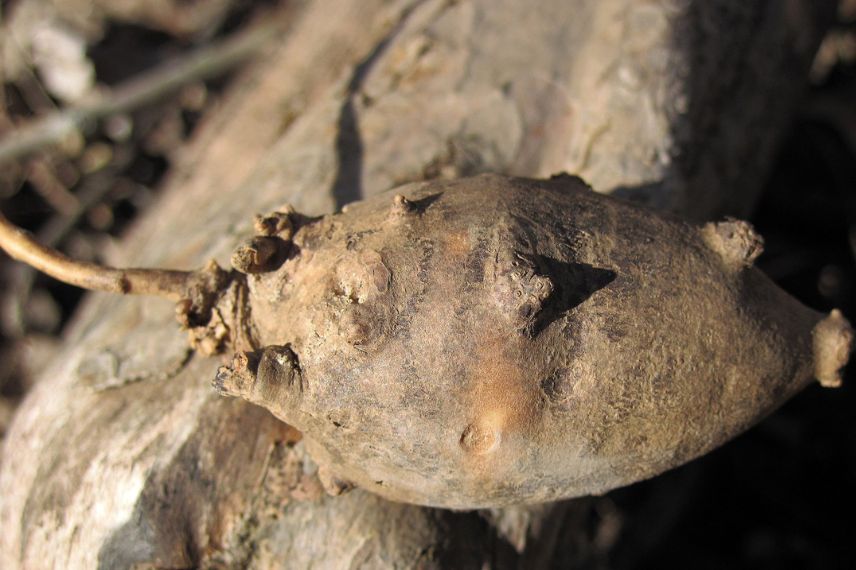 glycine tubéreuse (Apios americana) 