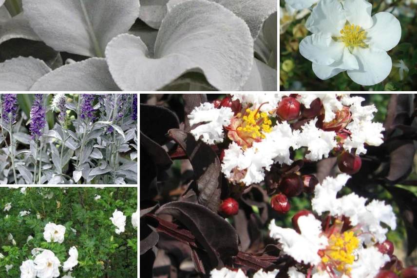 lilas des indes feuillage noir