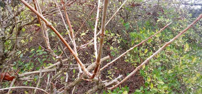 bignone ne fleurit pas raisons pourquoi