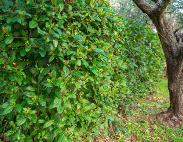 Comment tailler les viornes ou Viburnum ?