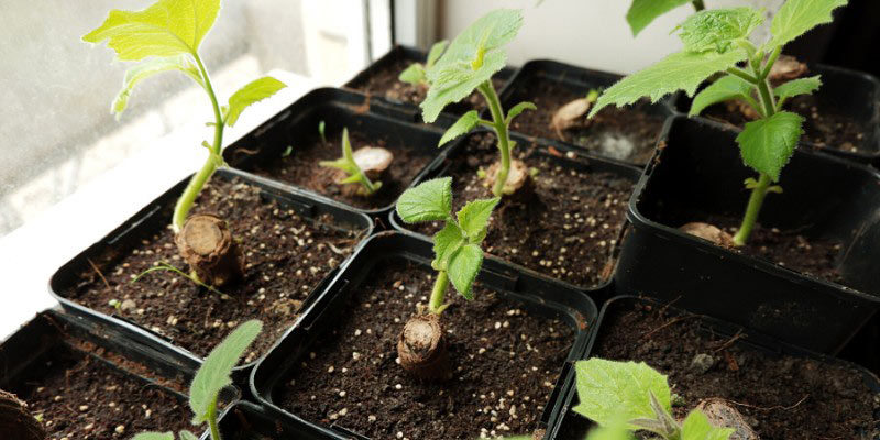 Multiplier le Paulownia par bouturage de racines