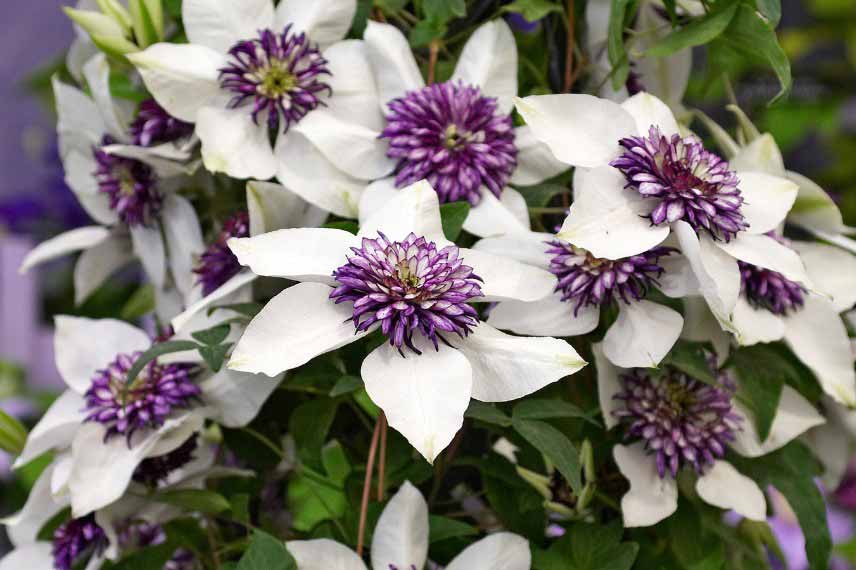 La floraison en blanc et violet de la Clematis florida Sieboldii