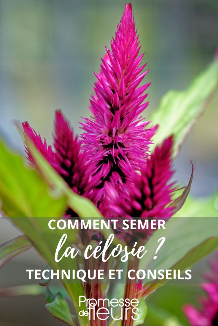 Celosia