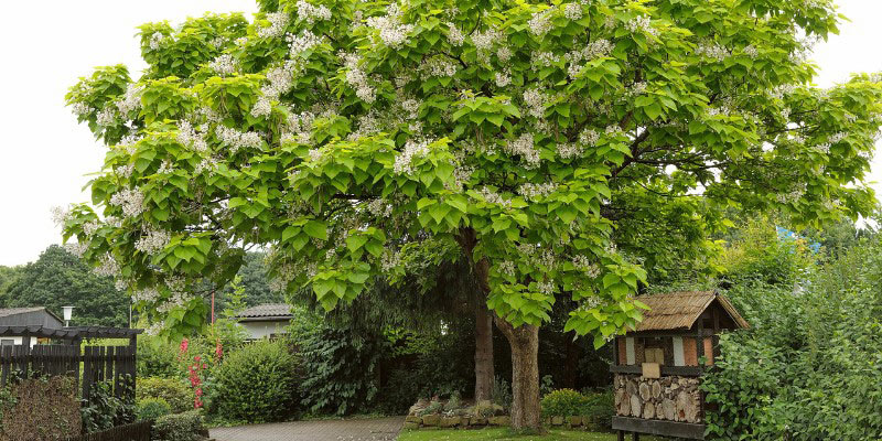 Catalpa bignonioides