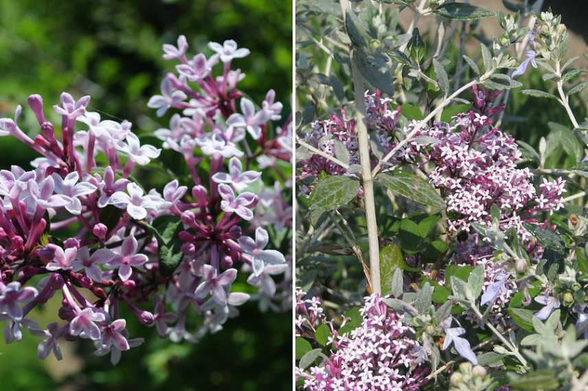 lilas parfumes