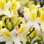 Rhododendrons et azalées : nos nouveautés 2024