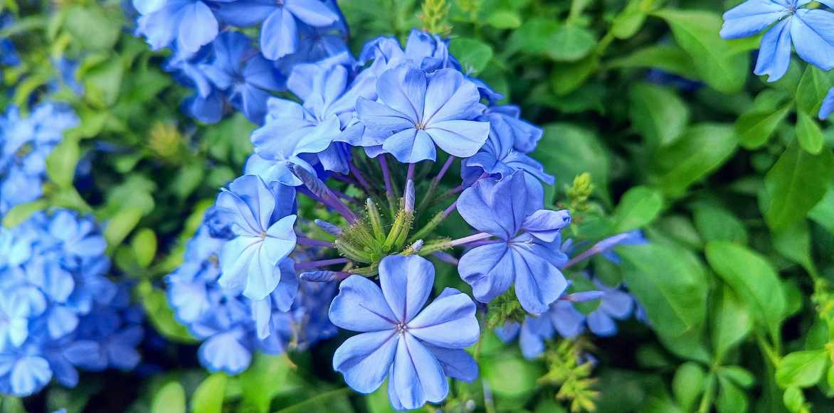 plumbago feuillage fleurs