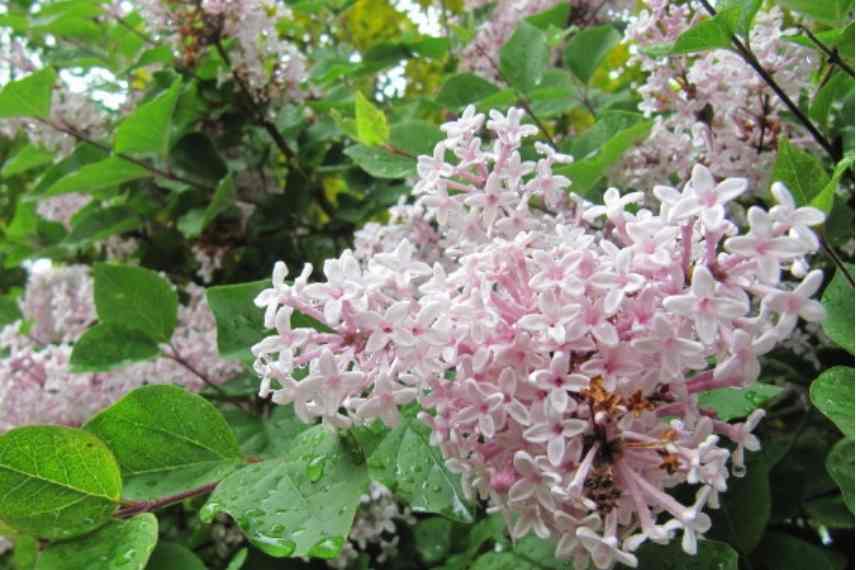 Lilas syringa parfumes