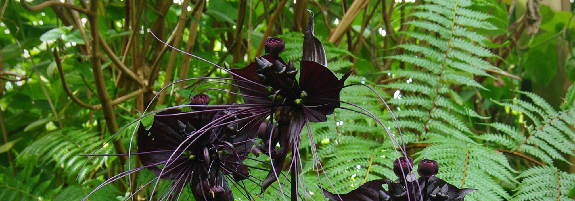Tacca : plantation, culture, entretien