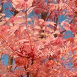 Toona sinensis ou Acajou de Chine : planter et cultiver