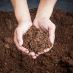 Jardiner sans tourbe : pourquoi et comment préserver cette ressource ?