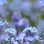 6 annuelles ou bisannuelles de toute beauté qui s'épanouissent à mi-ombre