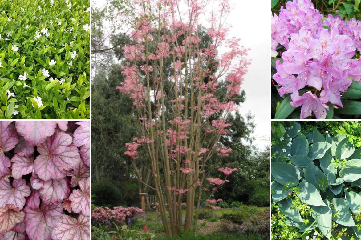 associer un cedrela toona