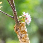 Comment multiplier le cerisier du Japon ?