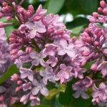 Choisir un lilas à planter dans votre jardin : notre guide d'achat