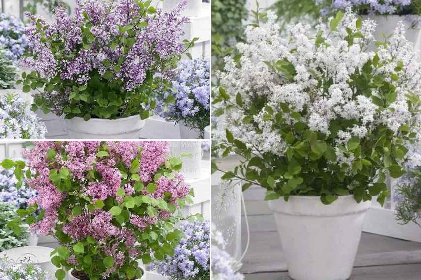 lilas nain balcon