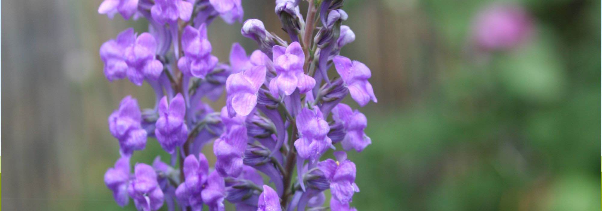 Cultiver les Linarias en pot : élégance et verticalité d'une fleur champêtre