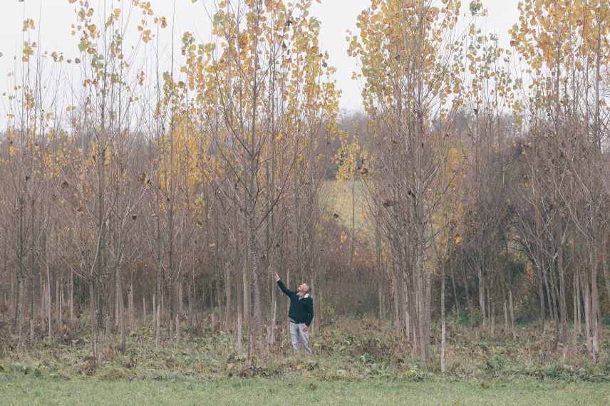 paulownia critères choix espèces