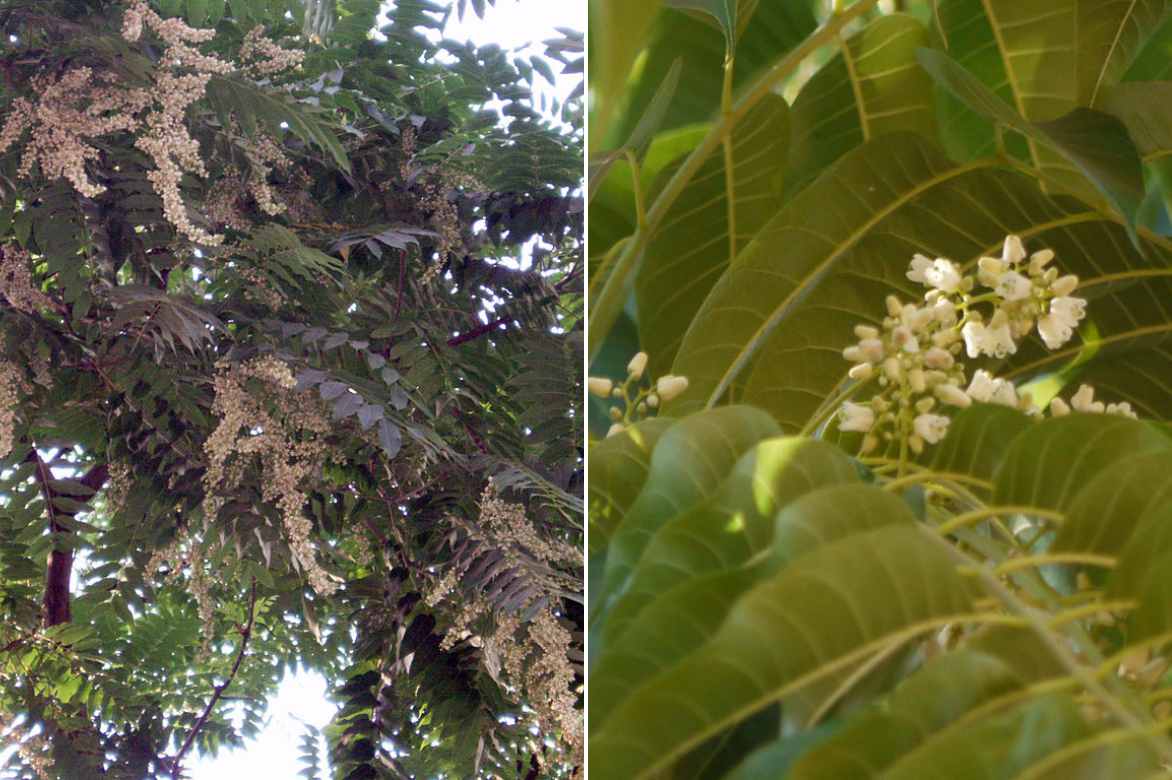 Toona sinensis cederela