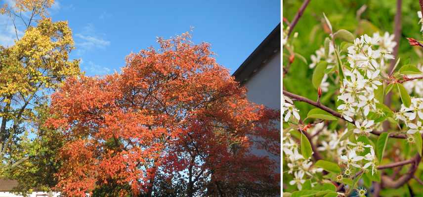 amelanchier ombre ombrage quel type