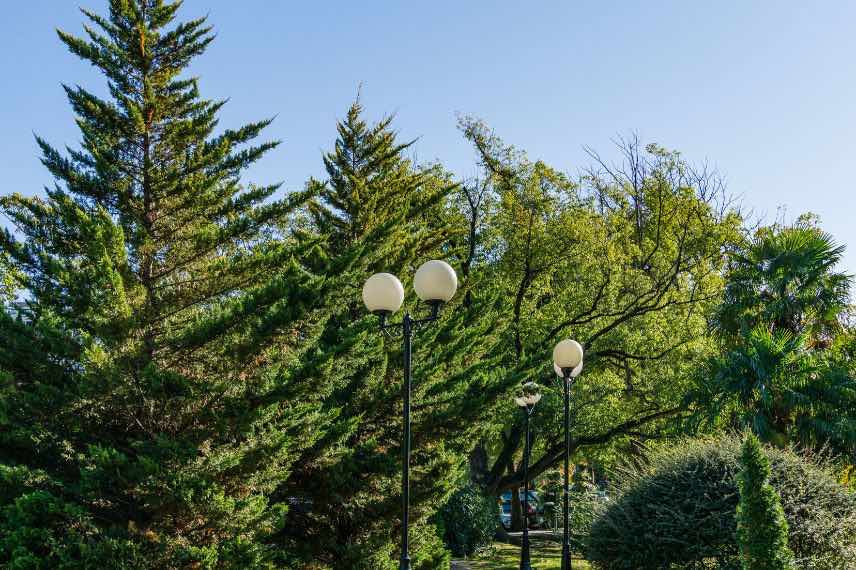 Cyprès de Leyland non taillé