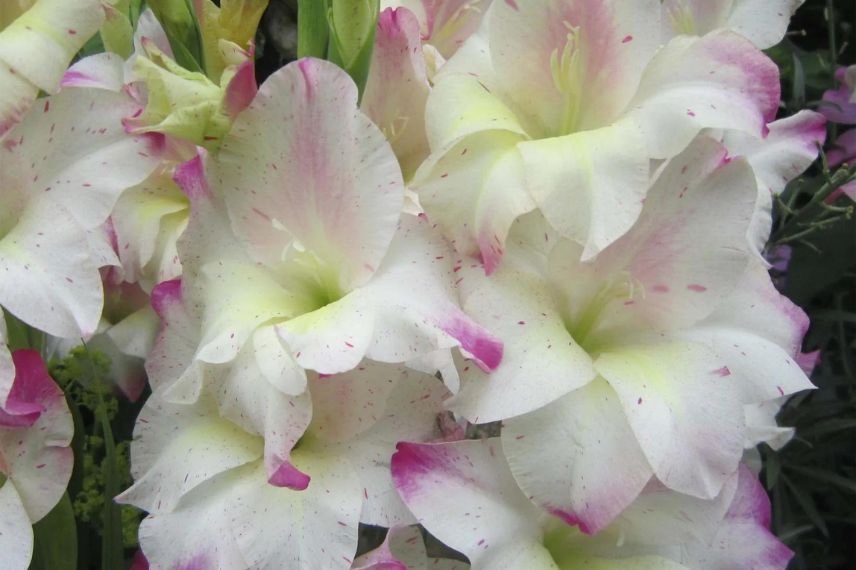 gladiolus