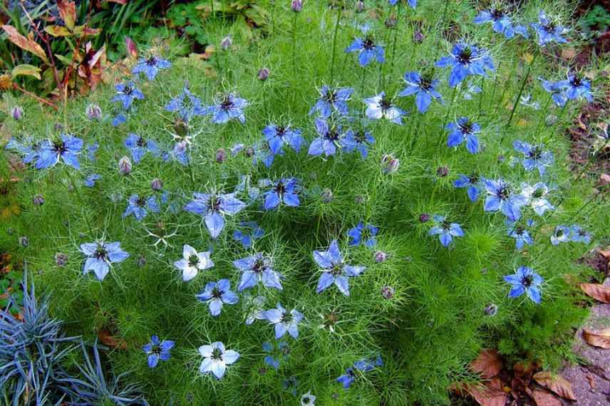 Nigelles à fleurs bleues