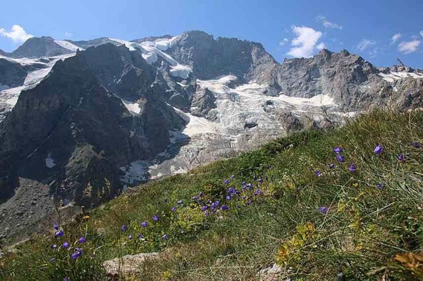 préservation des plantes lithophytes