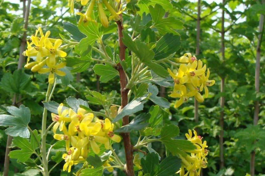 Groseiller à fleurs jaunes