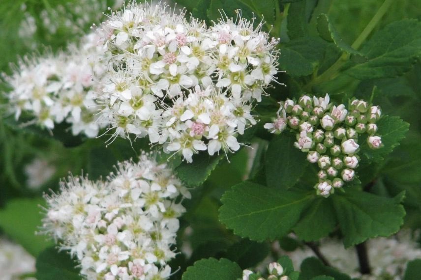 fleurs de Spirea betulifolia
