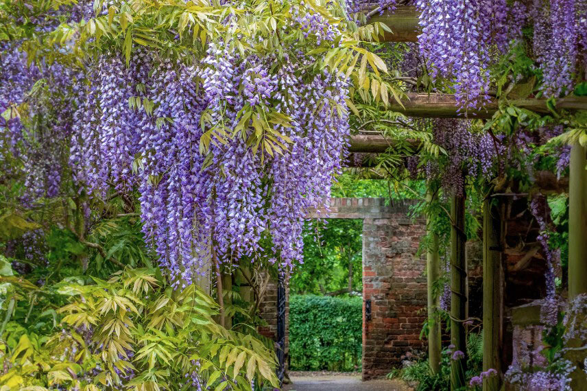 La floraison d'une glycine