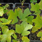 Comment multiplier le Tulipier de Virginie ?