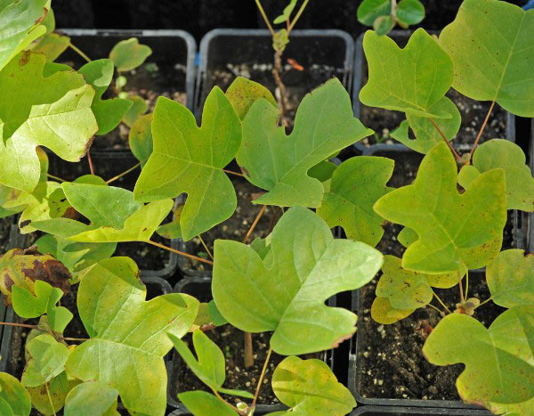 Comment multiplier le Tulipier de Virginie ?