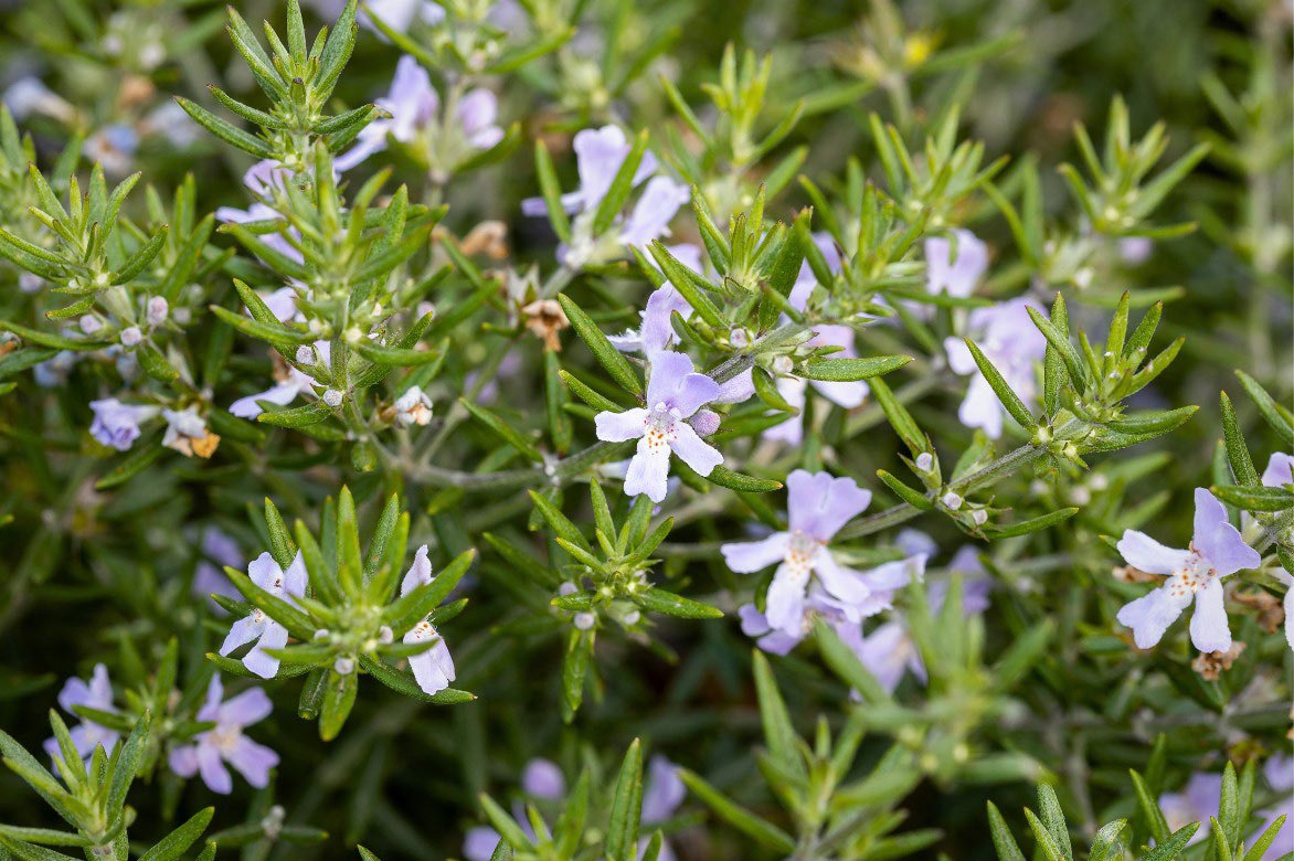 Westringia fruticosa