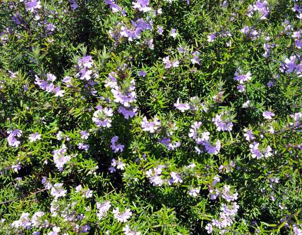 Comment bouturer le Westringia ou romarin d'Australie ?