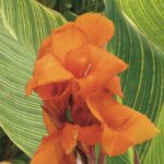 Nos secrets pour avoir des cannas en fleurs tout l’été 