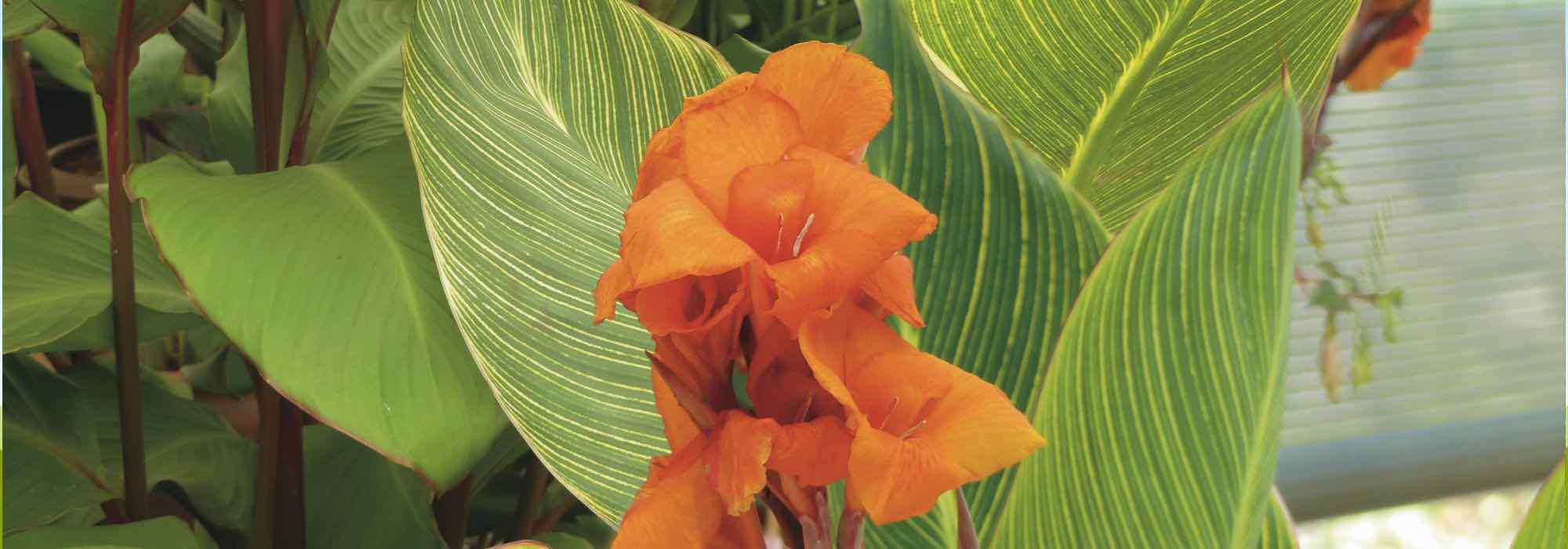 Nos secrets pour avoir des cannas en fleurs tout l’été 