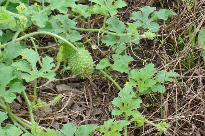 concombre des Antilles plantation