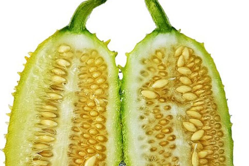 concombre des antilles fruit 