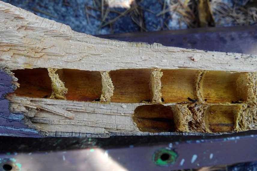 nidification larves bois xylocopa