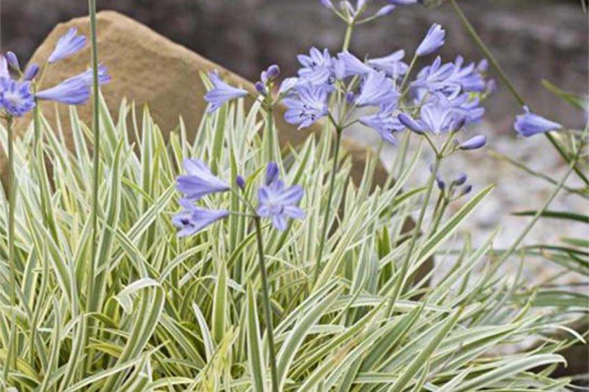 agapanthe à feuillage panaché et fleurs mauves