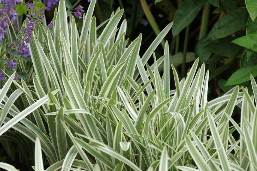 feuillage panaché agapanthe