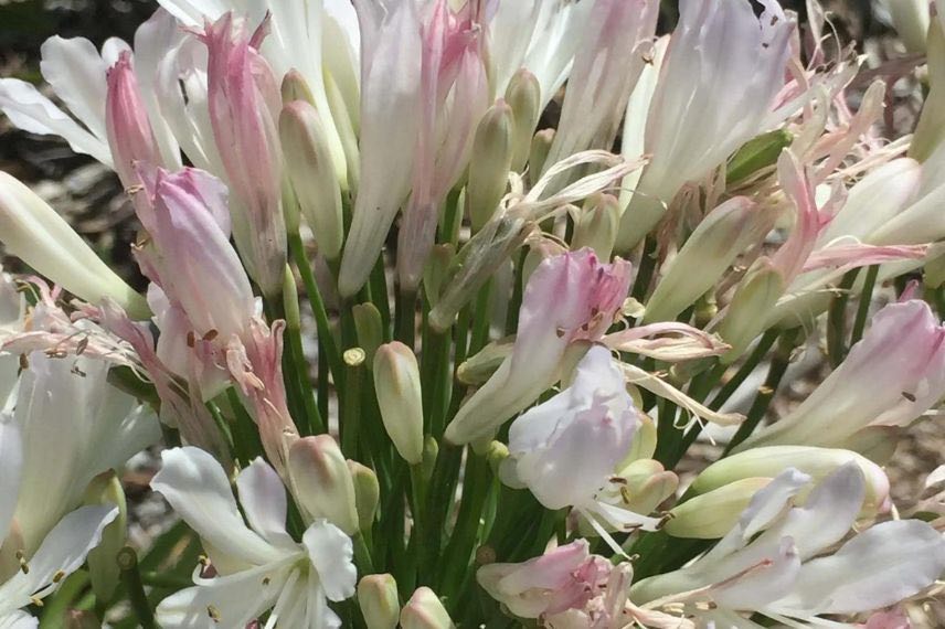 fleur d'agapanthe blanche et rose