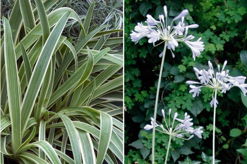agapanthe à feuillage panaché et fleurs blanches