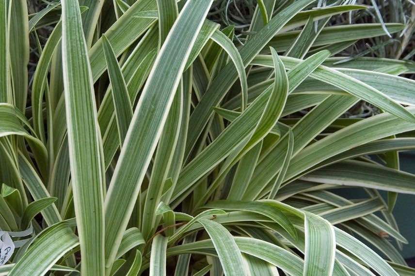 feuillage panaché d'agapanthe