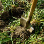 Quand et comment enfouir les engrais verts ?