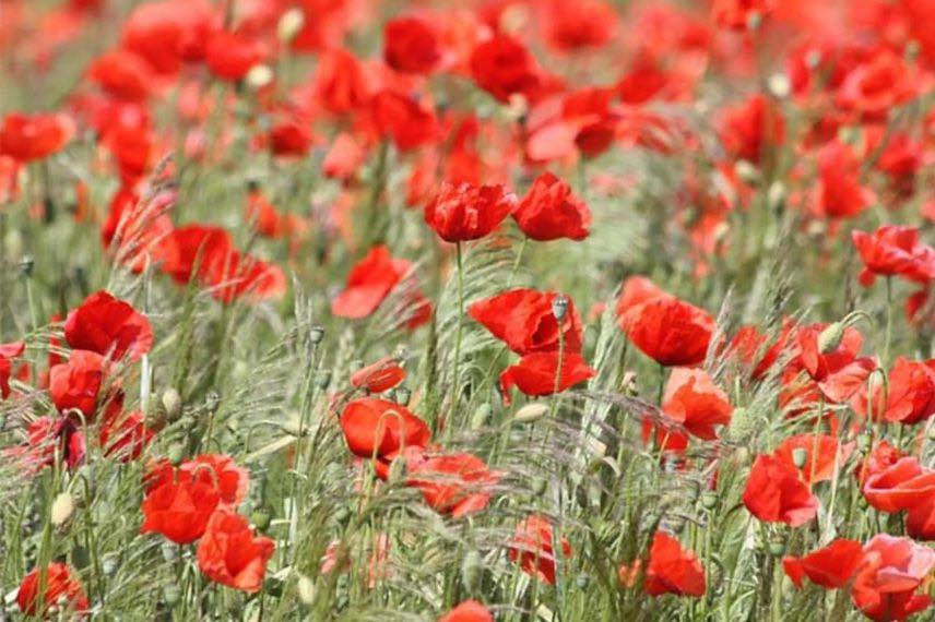 coquelicots rouges