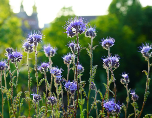 Quand et comment semer les engrais verts ?