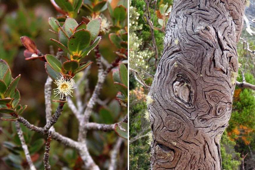 tronc et feuilles d'eucalyptus